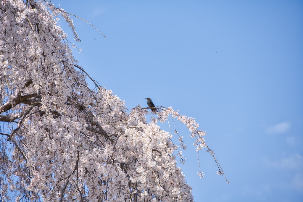 花鳥