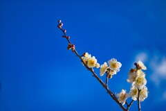 一枝の春