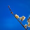 一枝の春