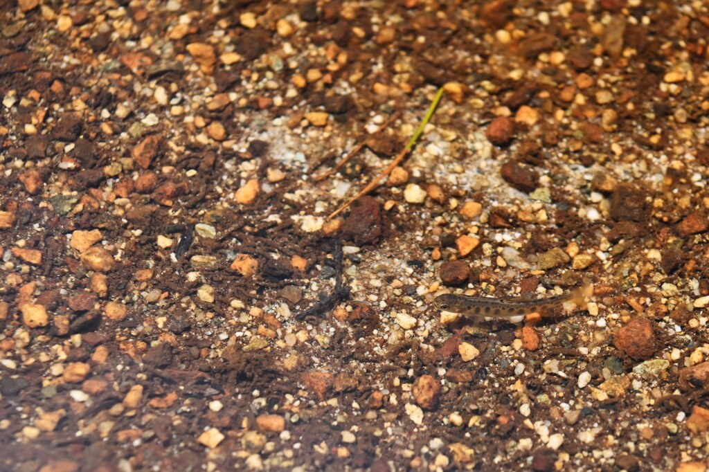 稚魚