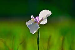 最後の一花☆