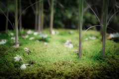 moss