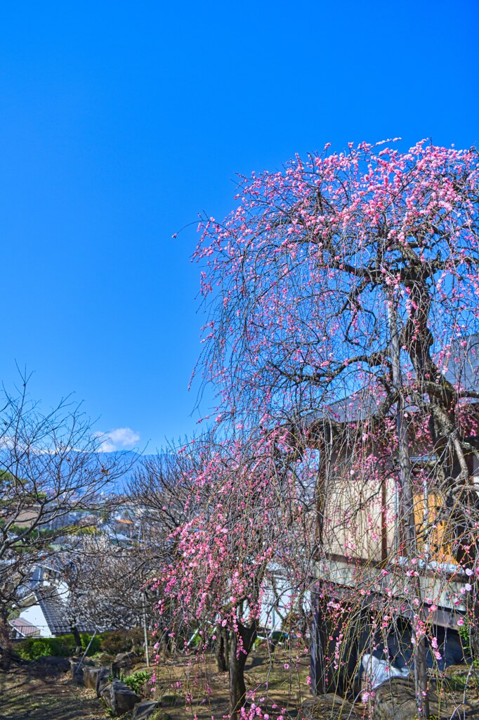 遥か山並み