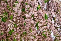 枝垂れ桜