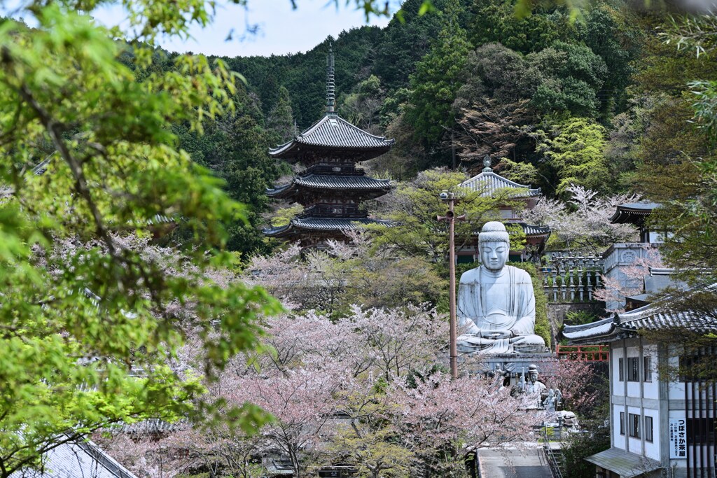 桜と大仏様