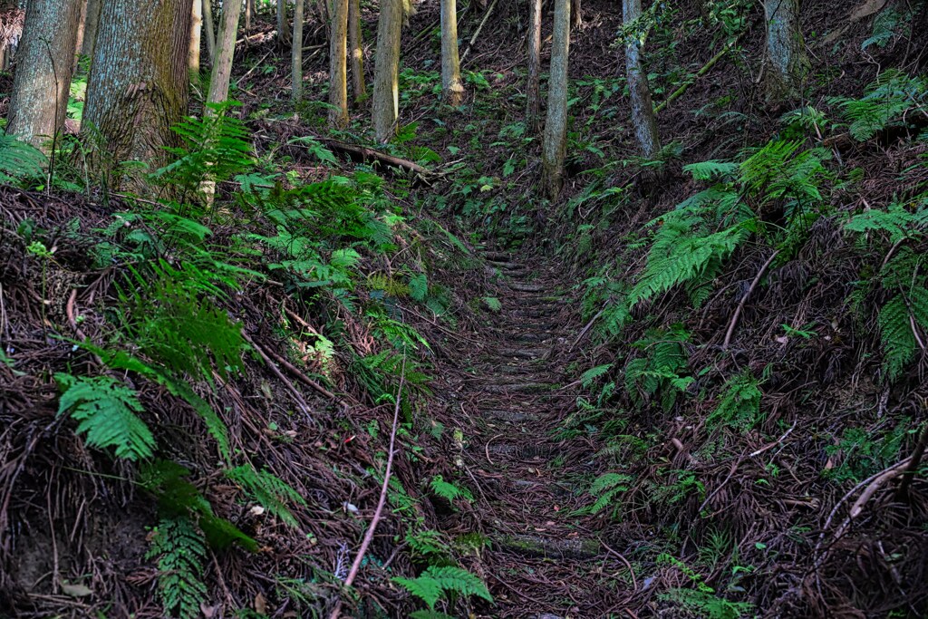 遠い城跡　宇田松山城跡