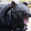『ガオ！』　クマ牧場