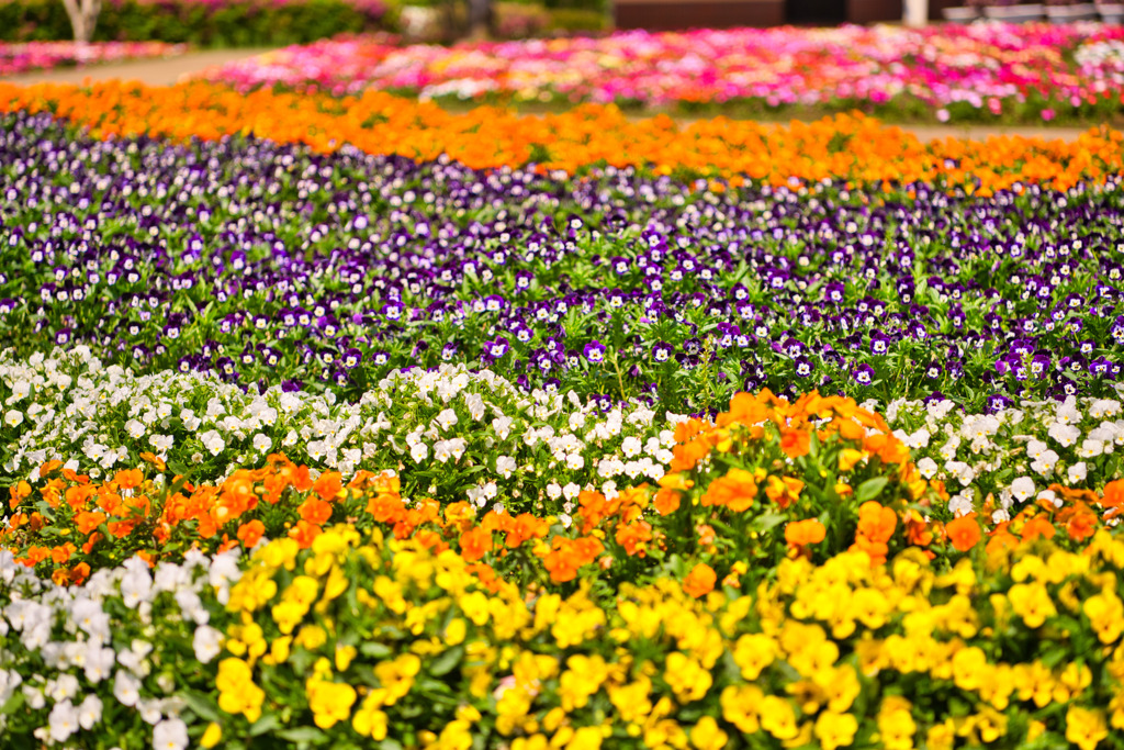 ♪赤青黄色……紫ですね