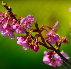 菜の花バックに