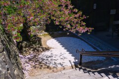 桜の♡　和歌山城跡