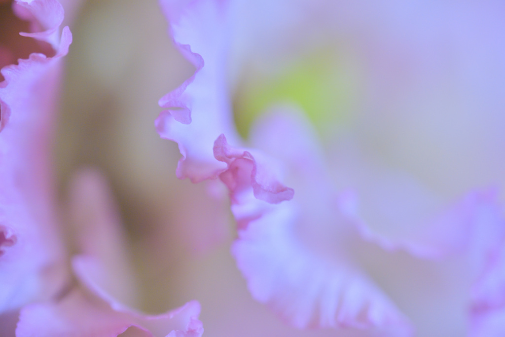 可憐な花びら