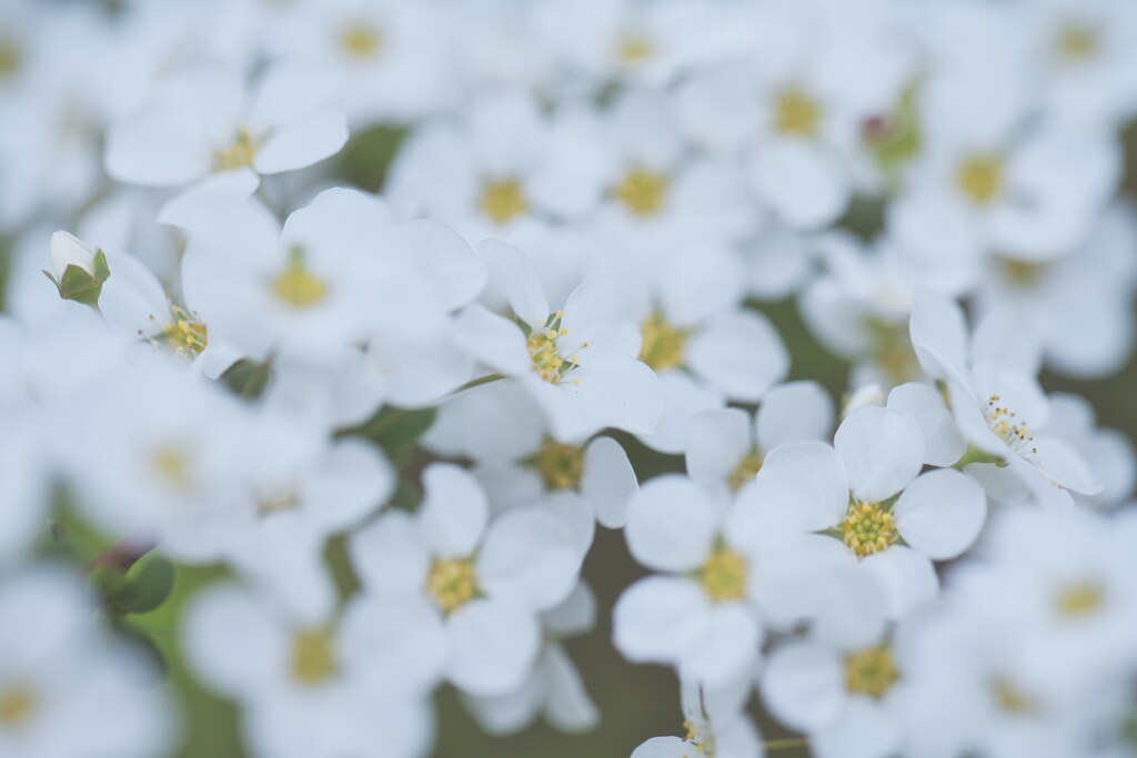 雪桜☆