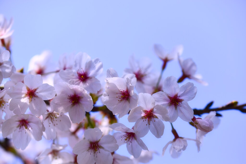 SAKURA