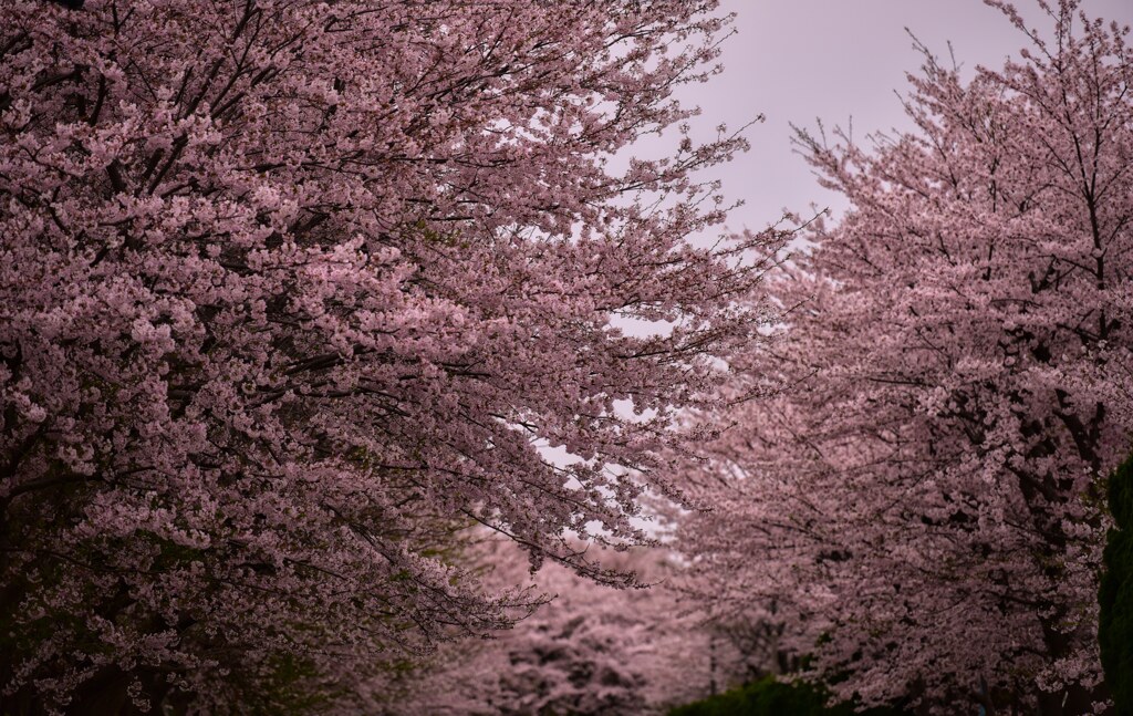 桜並木
