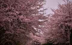 桜並木