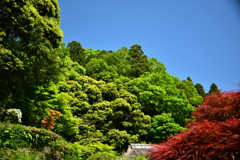 牡丹園