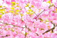 八重は見ごろ　弘前城
