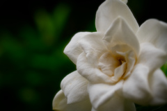 くちなしの花