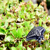 Butterfly's fly.