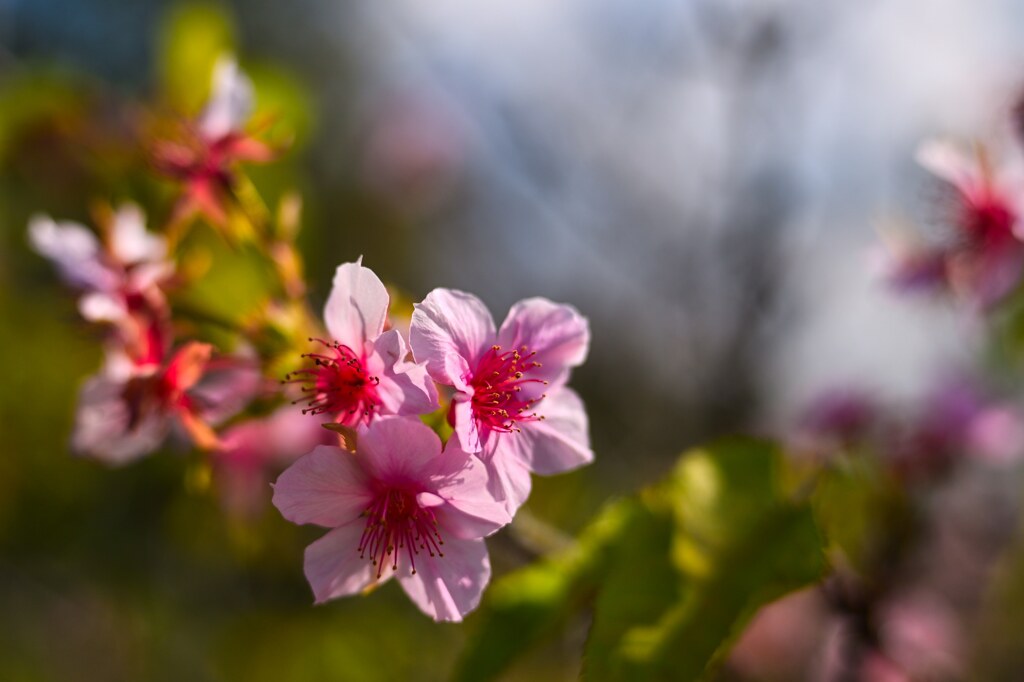 この時期に桜