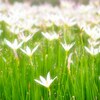 見頃は過ぎて…