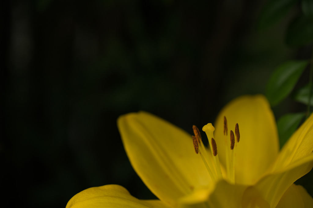 佇む一花