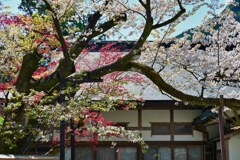 ヤマザクラの名木　熊野那智大社