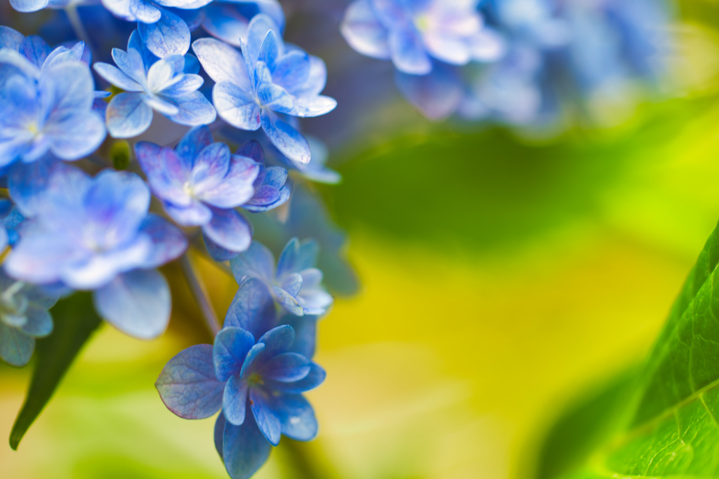 百合をバックに