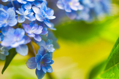 百合をバックに