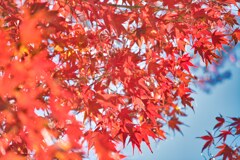 残紅葉
