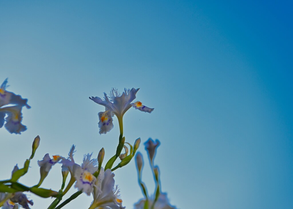 胡蝶花