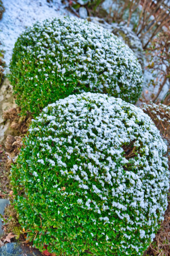 dust with powdered sugar