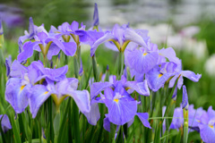 菖蒲