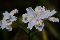胡蝶花