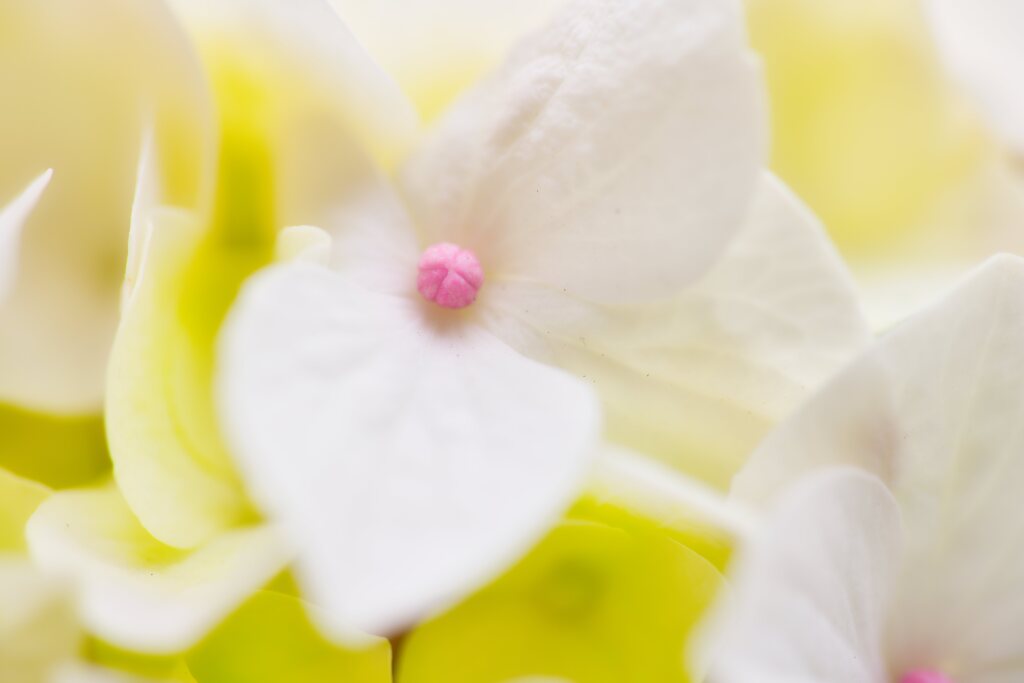 ピンクが可愛らしい