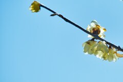 「慈しみ」花言葉