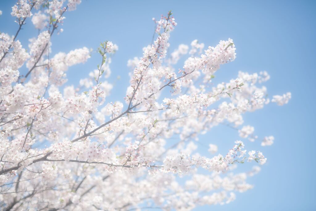 桜の終演