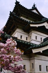 弘前城と桜　現存12天守