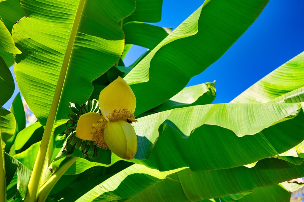 芭蕉の花