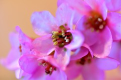 Himalayan creeping saxif☆