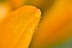 雨粒