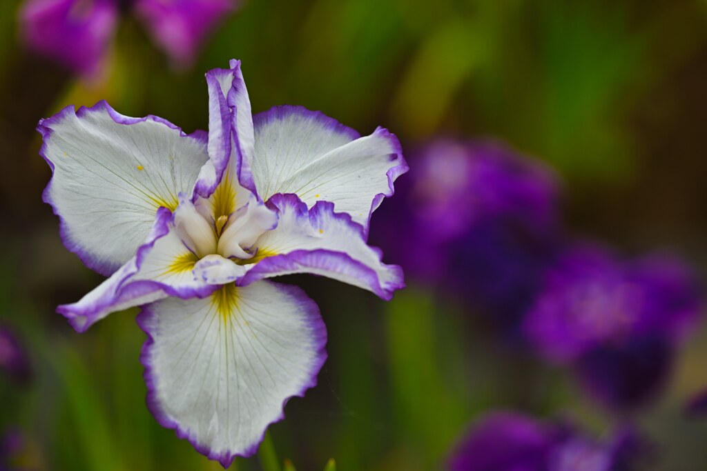 菖蒲