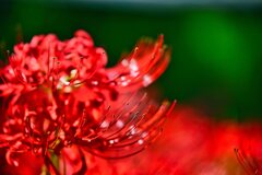 美しい曲線