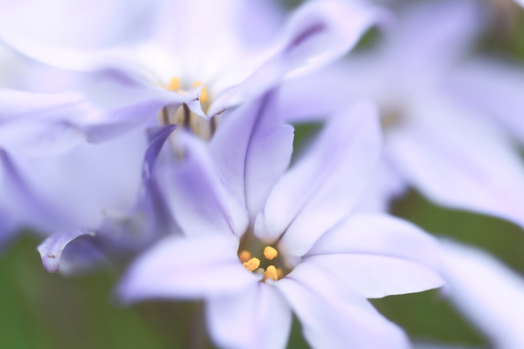 悲しい別れ　花言葉