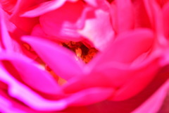 薔薇の中心