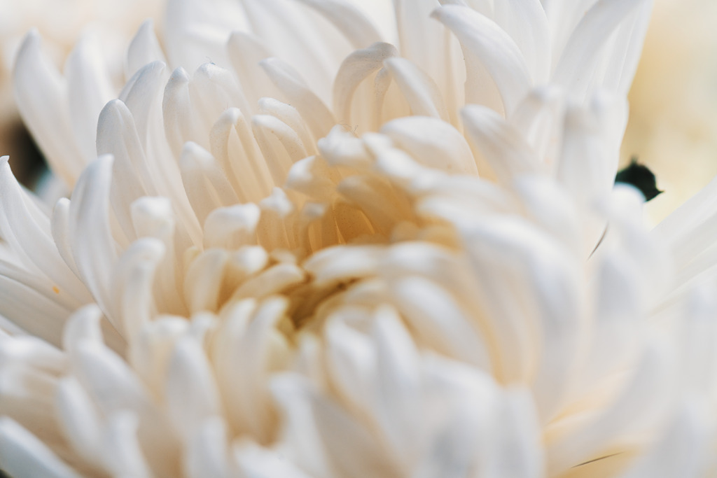 White chrysanthemum