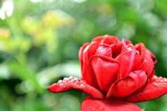 紅