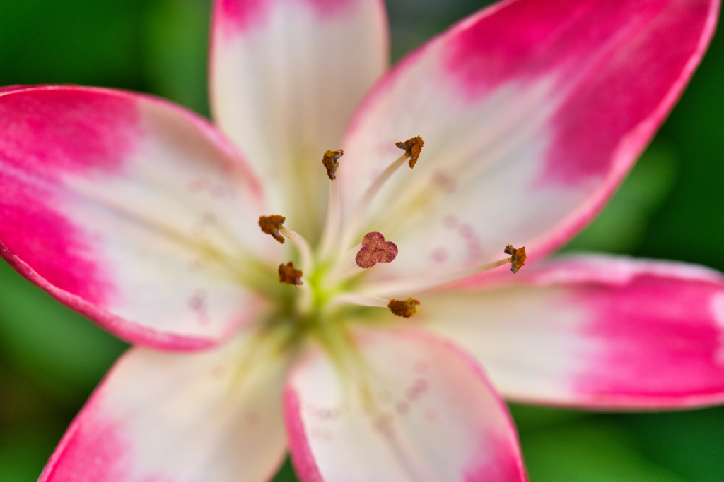 Lily of my garden