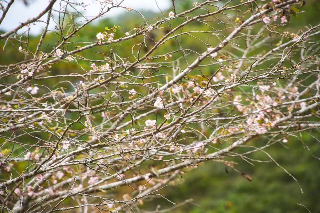 この時期に桜