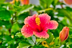 ハイビスカス